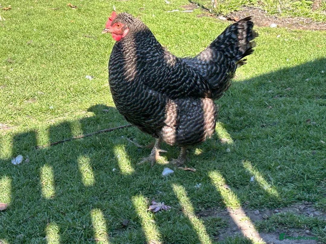 Chickens poultry for sale: Cuckoo maran friendly hen in Rotherham - Advert 2