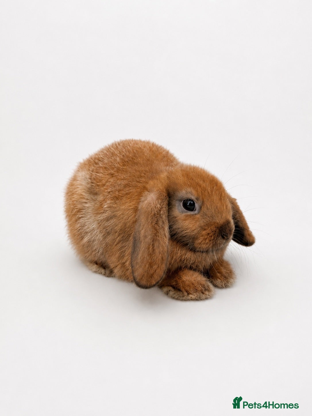 Mini Lop rabbits 🐰 Mini Lop Bunnies - Ready to Leave 🐰 - Advert 2