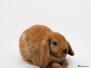 Mini Lop rabbits 🐰 Mini Lop Bunnies - Ready to Leave 🐰 - Advert 2