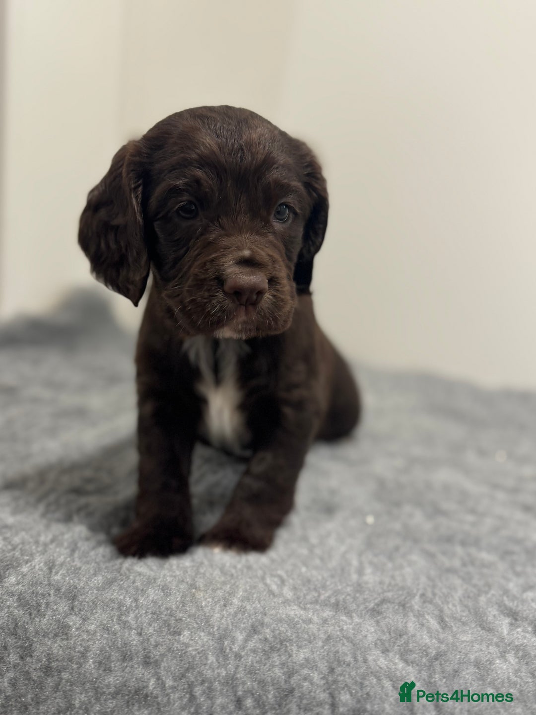 Cocker Spaniel dogs for sale: 4 beautiful cocker spaniel pups for sale - Image 2