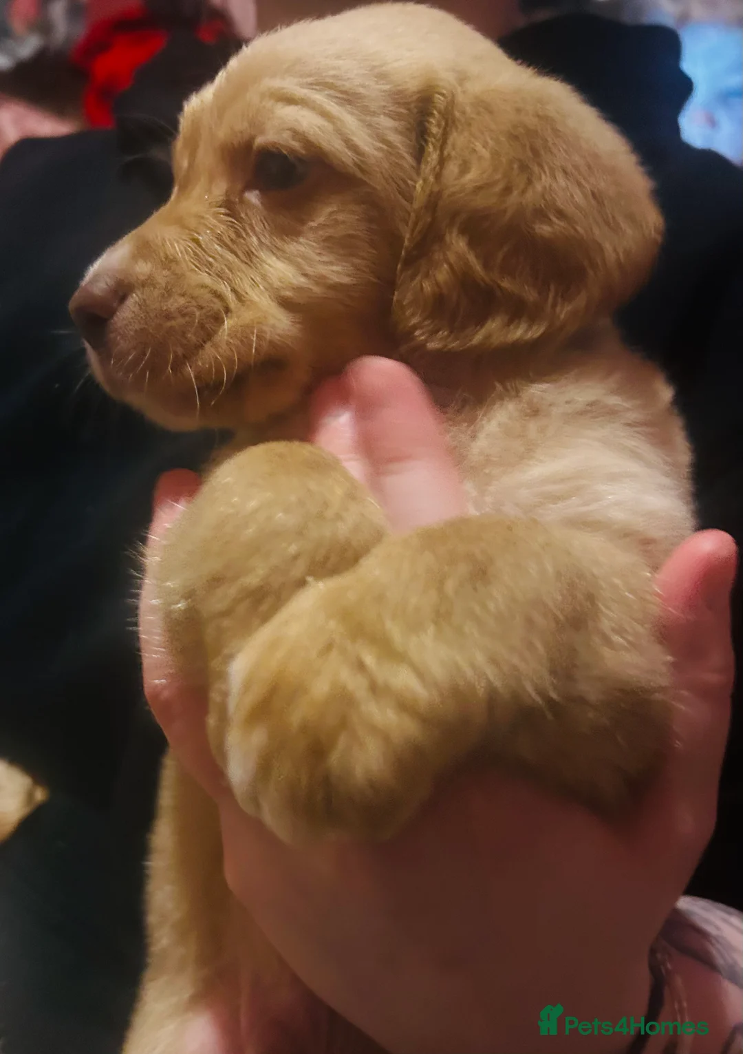 Mixed Breed dogs for sale: Labrador X Sproodle - Advert 11