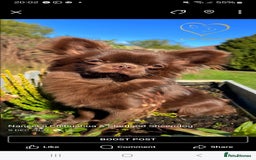 Chihuahua dogs for sale: ❤️‍🔥Dna tested parents❤️‍🔥Long-coat 2boys 2girls - Image 7