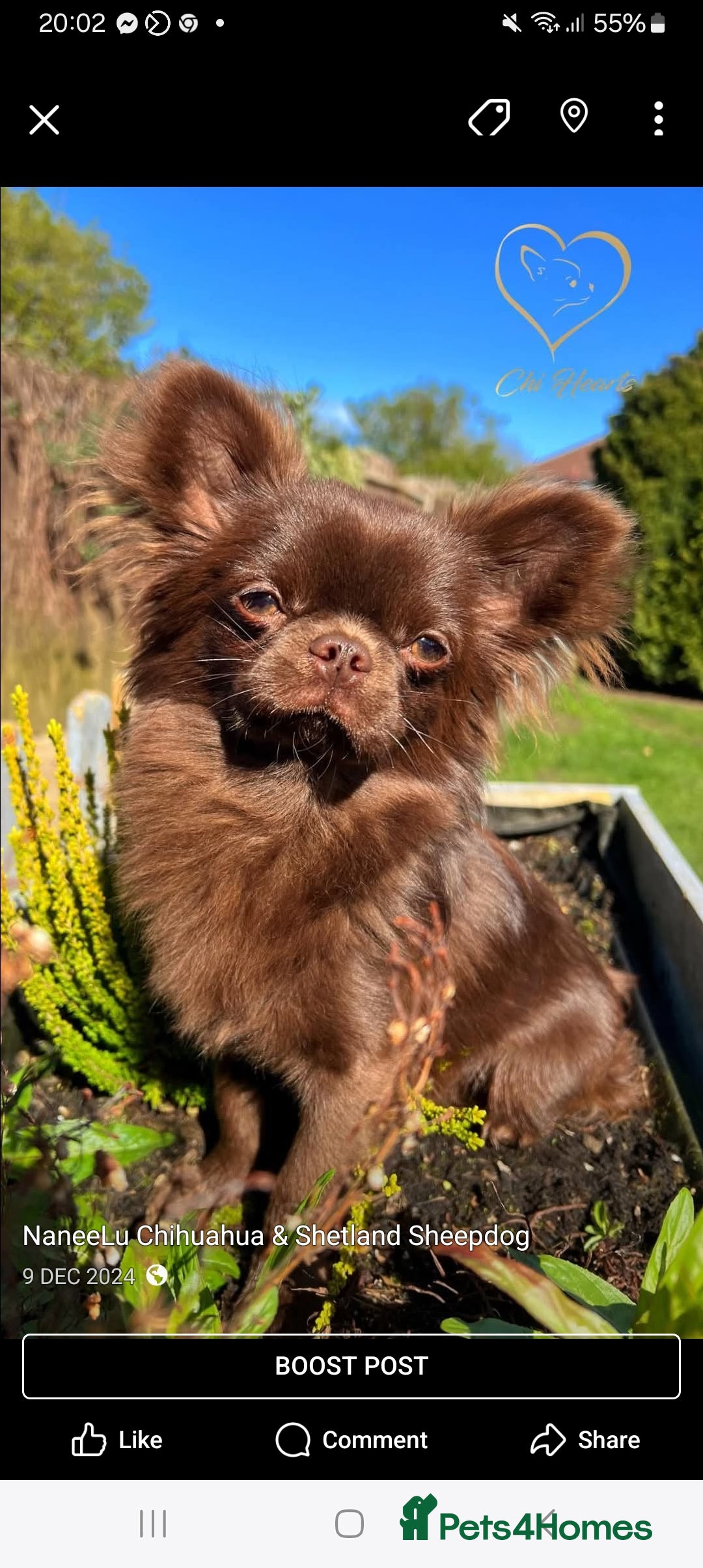 Chihuahua dogs for sale: ❤️‍🔥Dna tested parents❤️‍🔥Long-coat 2boys 2girls - Image 7