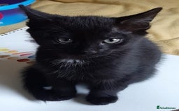 Mixed Breed cats for sale: Kittens ready now - Image 1