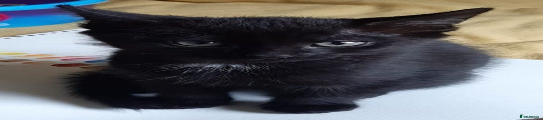 Mixed Breed Kitten 1