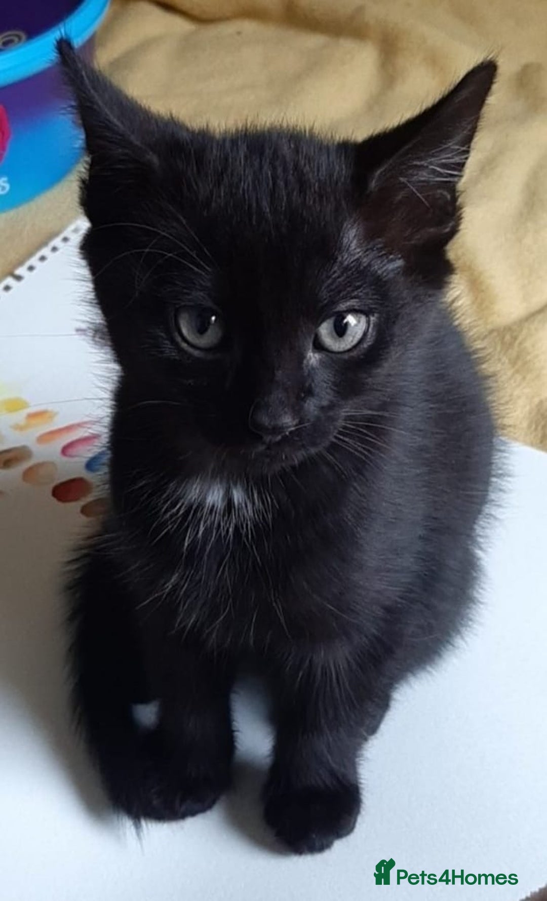 Mixed Breed cats for sale: Kittens ready now - Image 1
