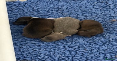 Italian Greyhound dogs - Advert 1