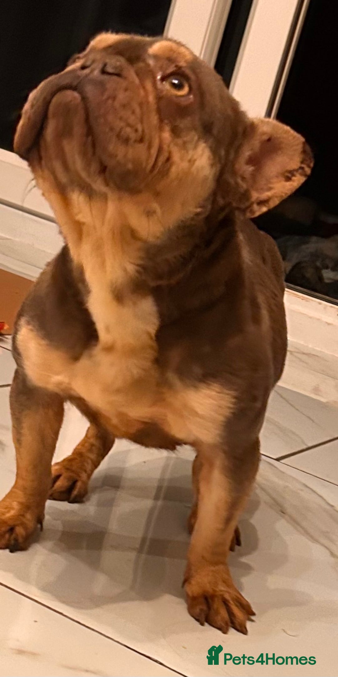 French Bulldog dogs for sale: Beautiful chocolate and tan French bulldog ‘Bella’ - Advert 2