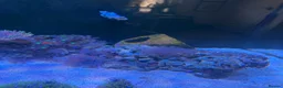 Other/Mixed Breed fish for sale:  Marine Tank Shutdown – Full Livestock Package  in London - Advert 4