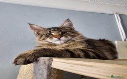 Maine Coon cats for sale: Pedigree Maine Coon boy from tested parents  - Image 1