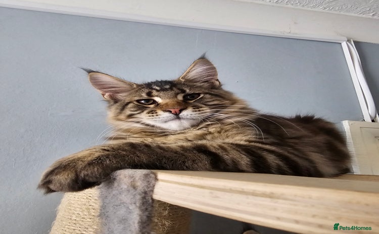 Maine Coon cats - Advert 1