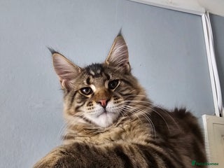 Maine Coon cats - Advert 12