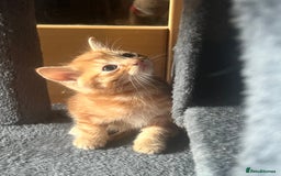 Mixed Breed cats for sale: 6 playful kittens - Image 4