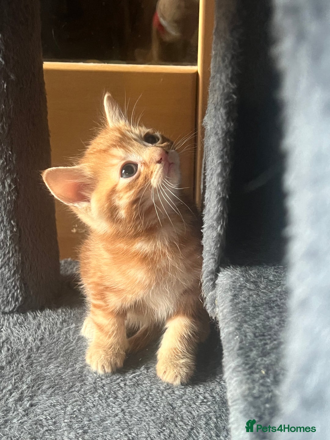 Mixed Breed cats for sale: 6 playful kittens - Image 4
