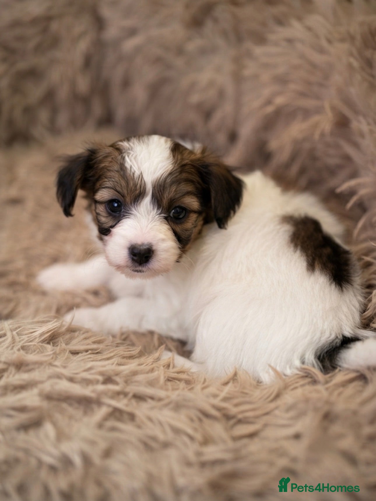 Papillon dogs Champion Line KC Registered Puppies - One left! - Advert 1