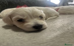 Bichon Frise dogs for sale: Beautiful Puppies Looking for Their Forever Homes! - Image 9