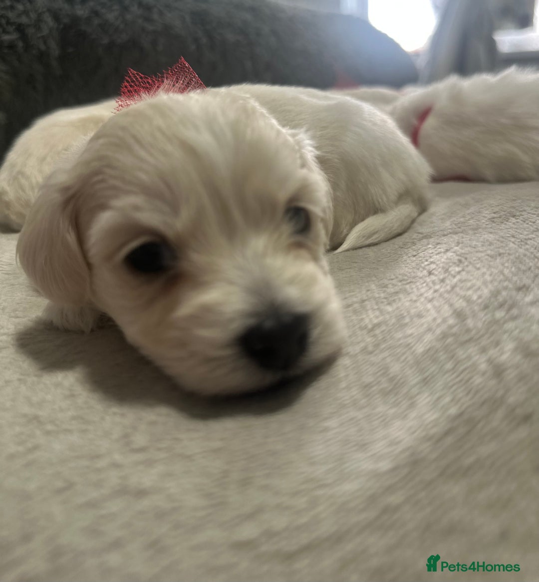 Bichon Frise dogs for sale: Beautiful Puppies Looking for Their Forever Homes! - Image 9