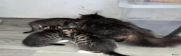 Mixed Breed cats for sale: 4 beautiful kittens  - Advert 14