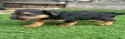 Lakeland Terrier dogs for sale: Lakeland terrier puppies - Advert 15