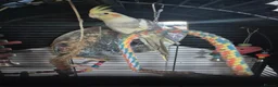 Cockatiels birds for sale: 10 month old cocketiel  - Advert 3