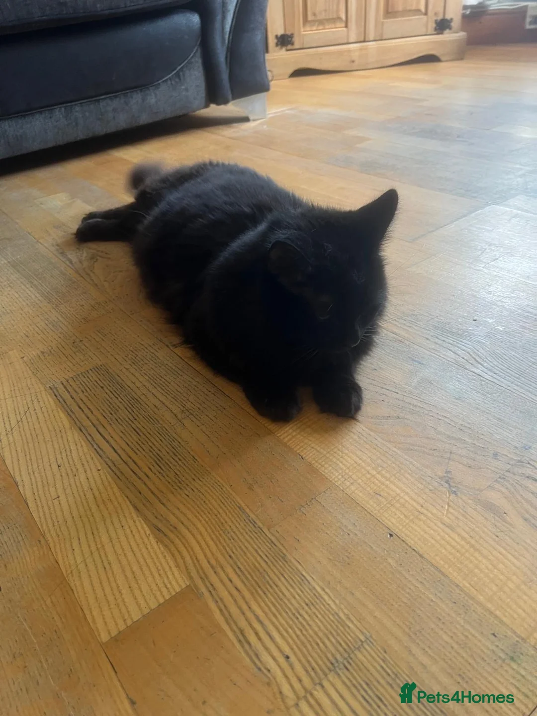 British Longhair cats for sale: Cat for Rehome - Advert 5