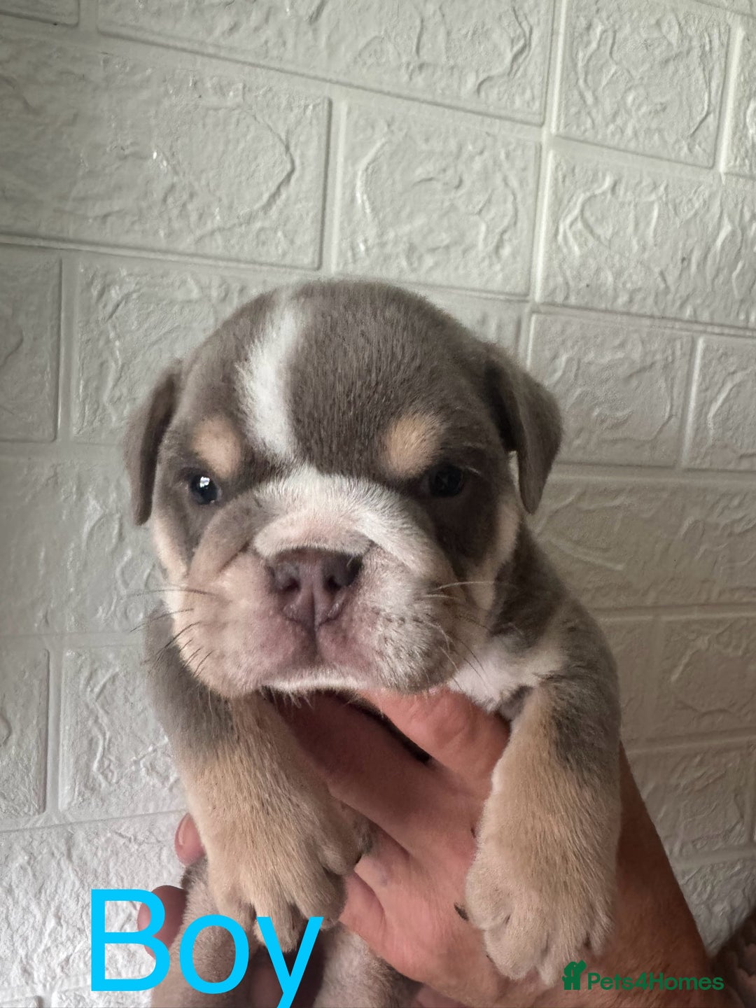 English Bulldog dogs for sale: Stunning 🏴󠁧󠁢󠁥󠁮󠁧󠁿English bulldog puppies  - Image 4
