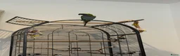 Parrots birds for sale: 7 month old Derbyan Parrot  - Advert 5
