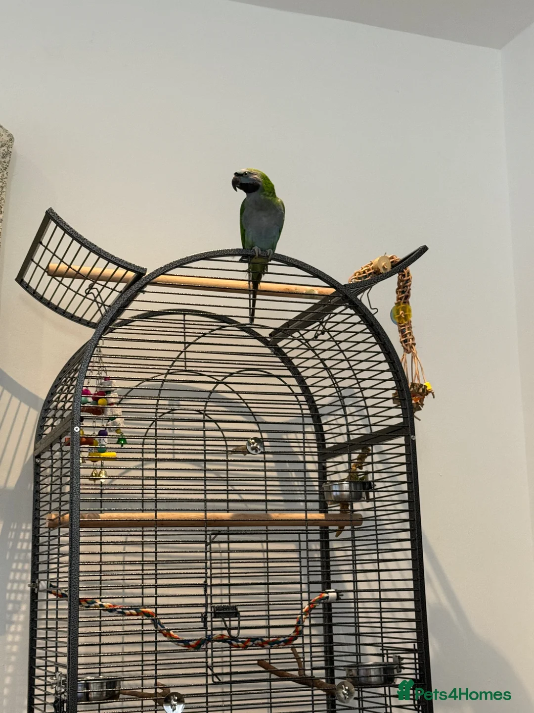 Parrots birds for sale: 7 month old Derbyan Parrot  - Advert 5