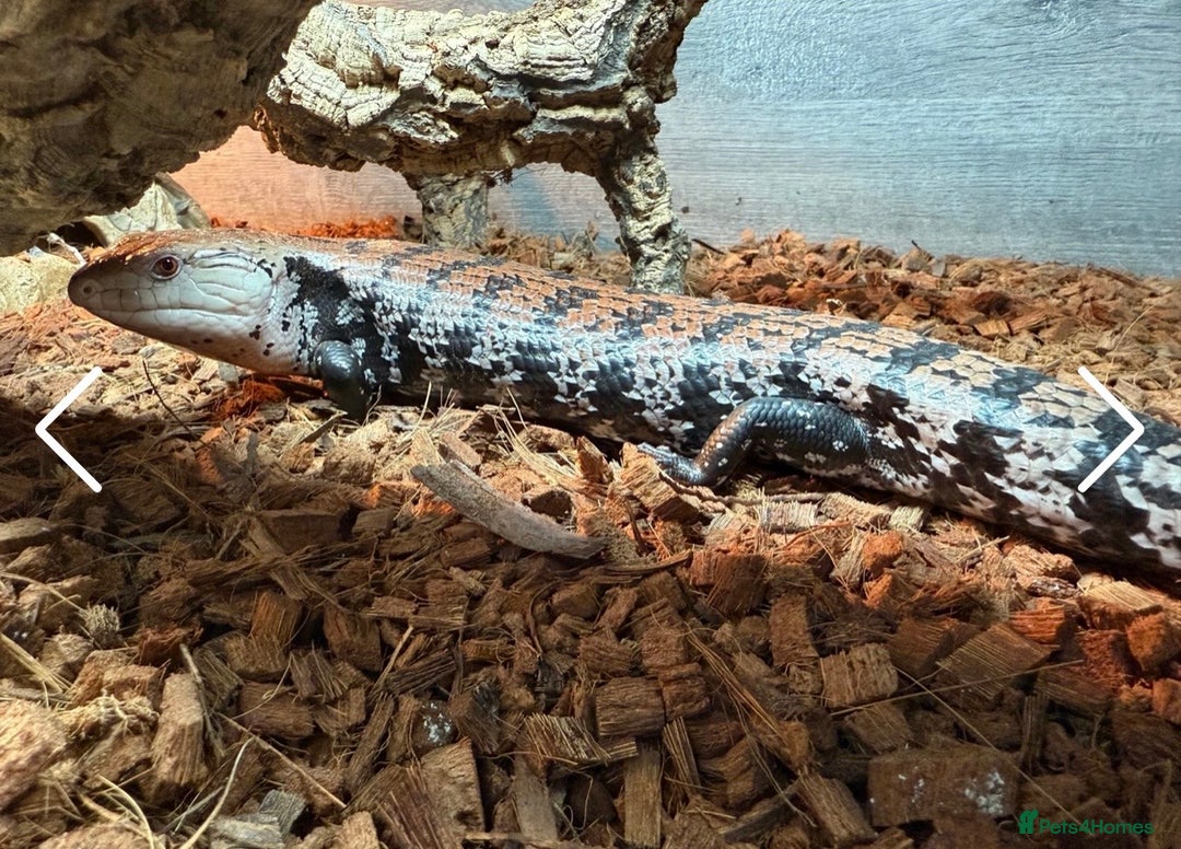 Skink reptiles for sale: Blue tongue skink for sale - Advert 2