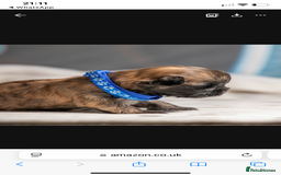 Mixed Breed dogs for sale: 6 Gorgeous Shorkie’s ready 20/12/025 - Advert 15