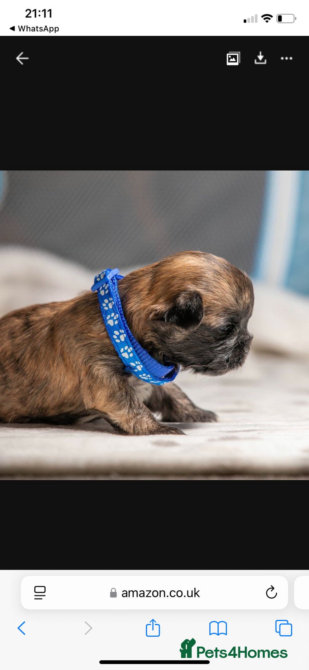 Mixed Breed dogs for sale: 6 Gorgeous Shorkie’s ready 20/12/025 - Advert 15