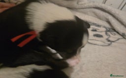 Border Collie dogs for sale: bored collie puppies  - Image 17