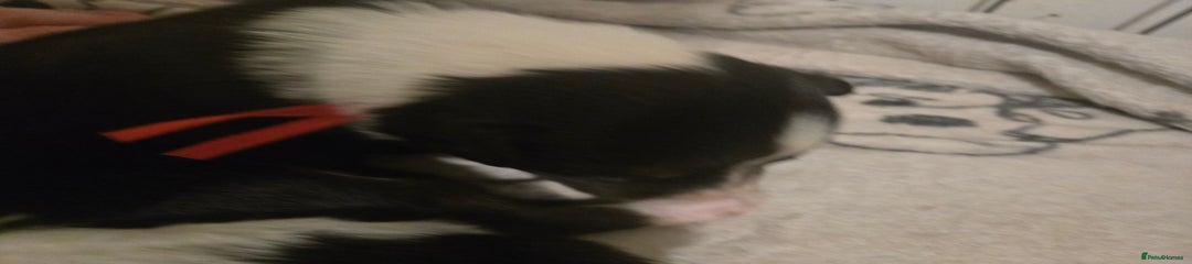 Border Collie Puppy 1