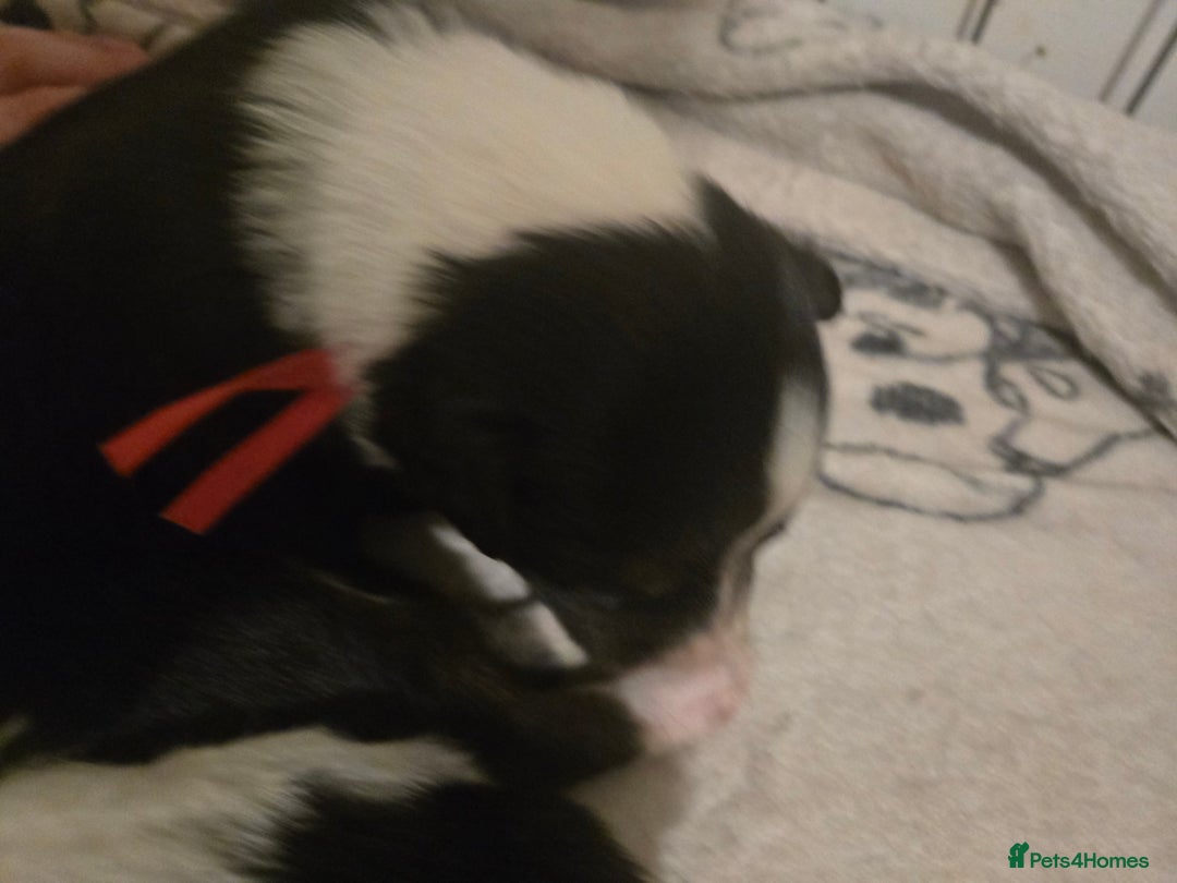 Border Collie dogs for sale: bored collie puppies  - Image 17