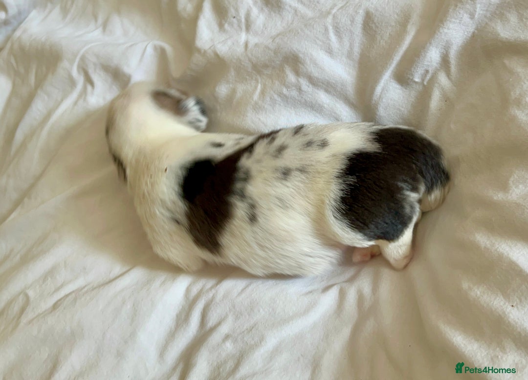 Welsh Corgi Cardigan dogs for sale: Show Quality KC Pedigree Corgi Cardigan Puppies  - Image 26
