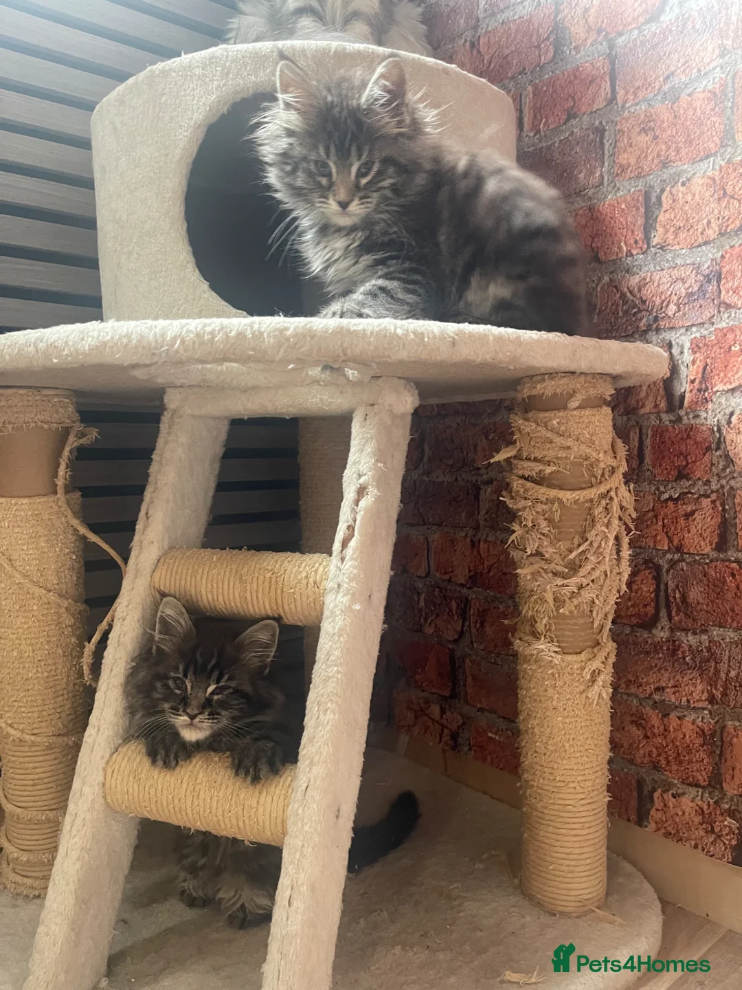 Maine Coon cats for sale: Maine coon - Advert 2