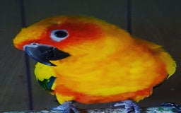 Conures birds for sale: WANTED  jennyday or sun conure  - Image 2