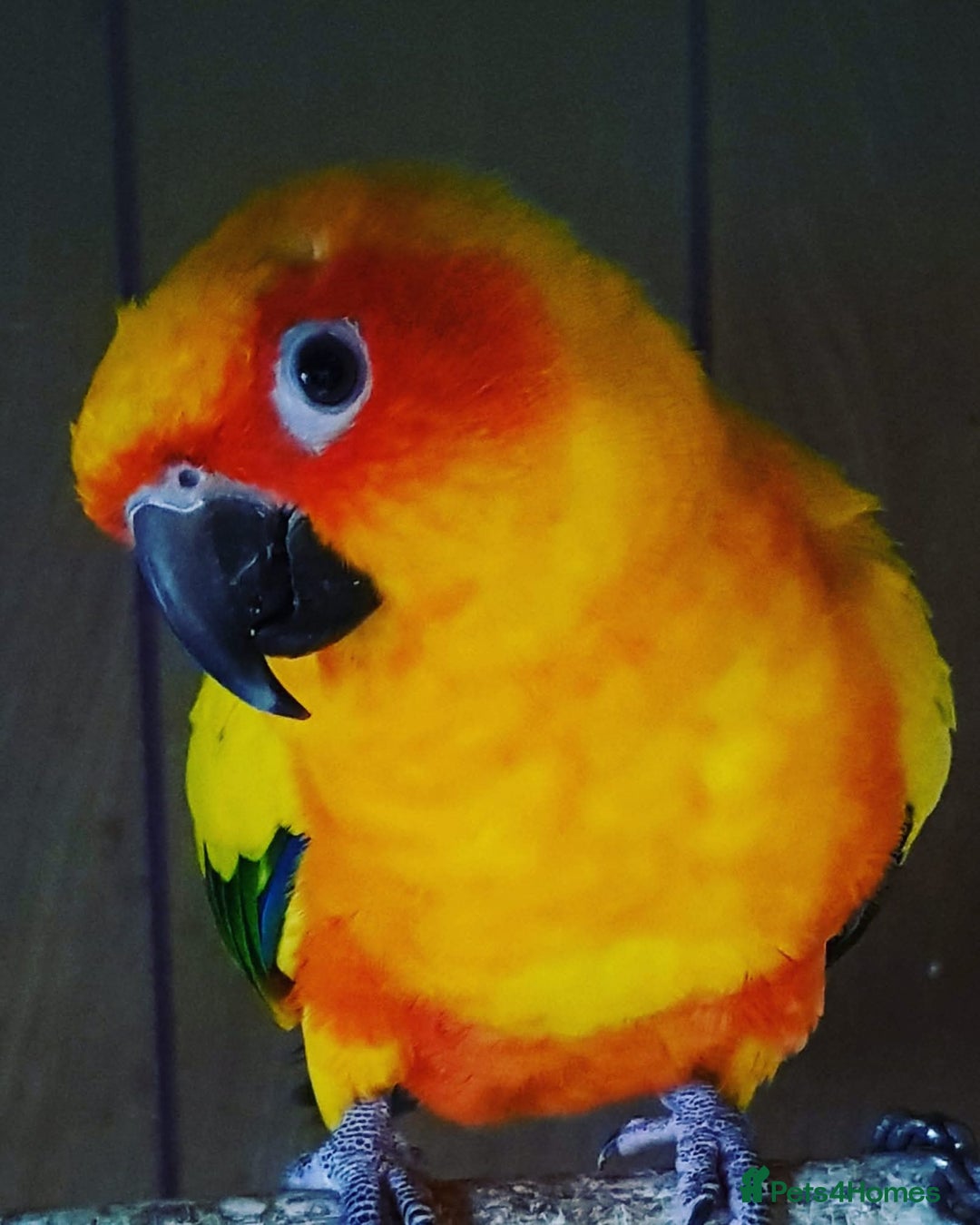 Conures birds for sale: WANTED  jennyday or sun conure  - Image 2