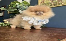 Pomeranian dogs for sale: Stunning pick of the litter Pomeranian Boy - Image 3