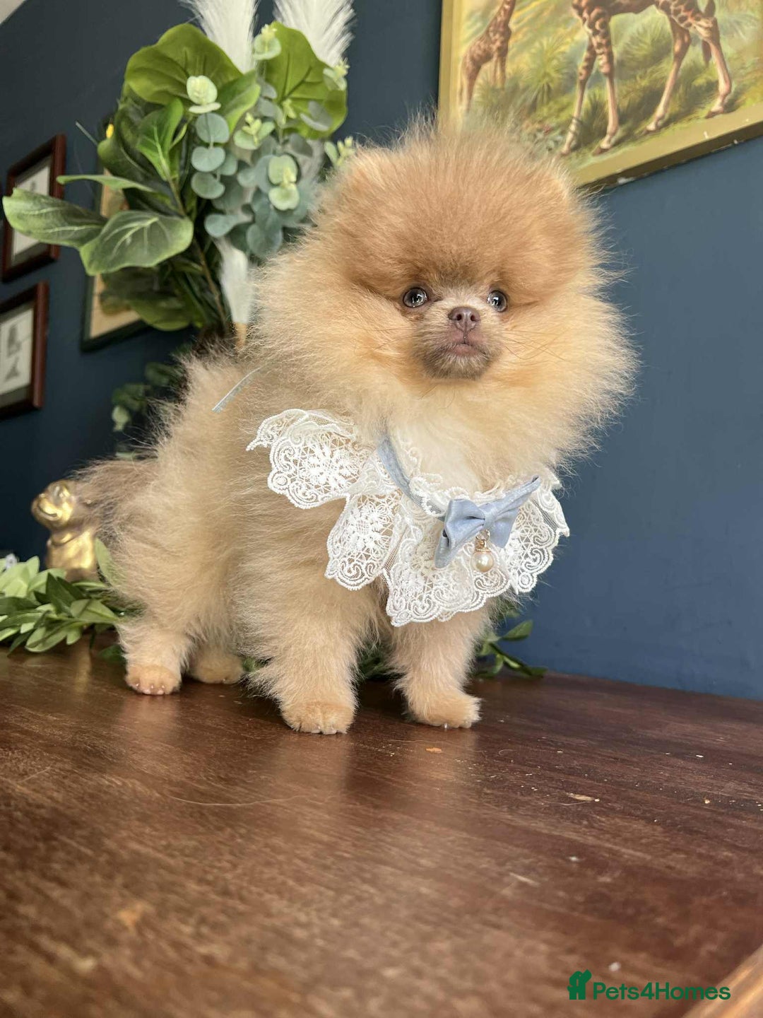 Pomeranian dogs for sale: Stunning pick of the litter Pomeranian Boy - Image 3
