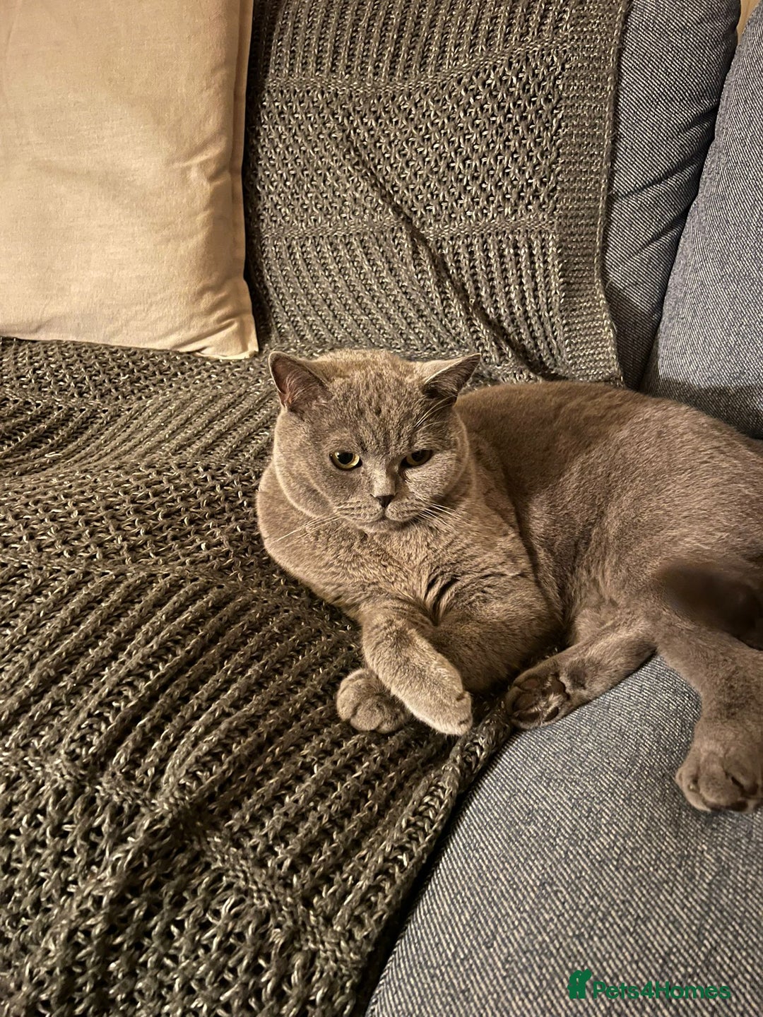 British Shorthair cats for sale: Billy - British Blue - Advert 2
