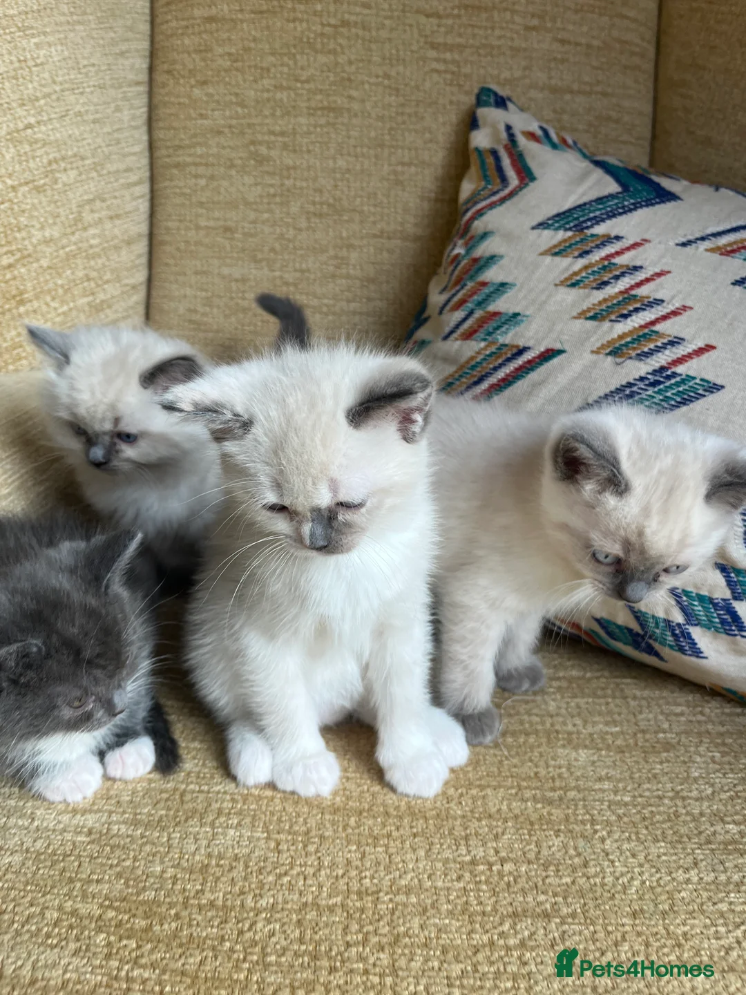 Ragdoll cats for sale: 2 x Fluffy Ragdoll x BSH kittens - Advert 3