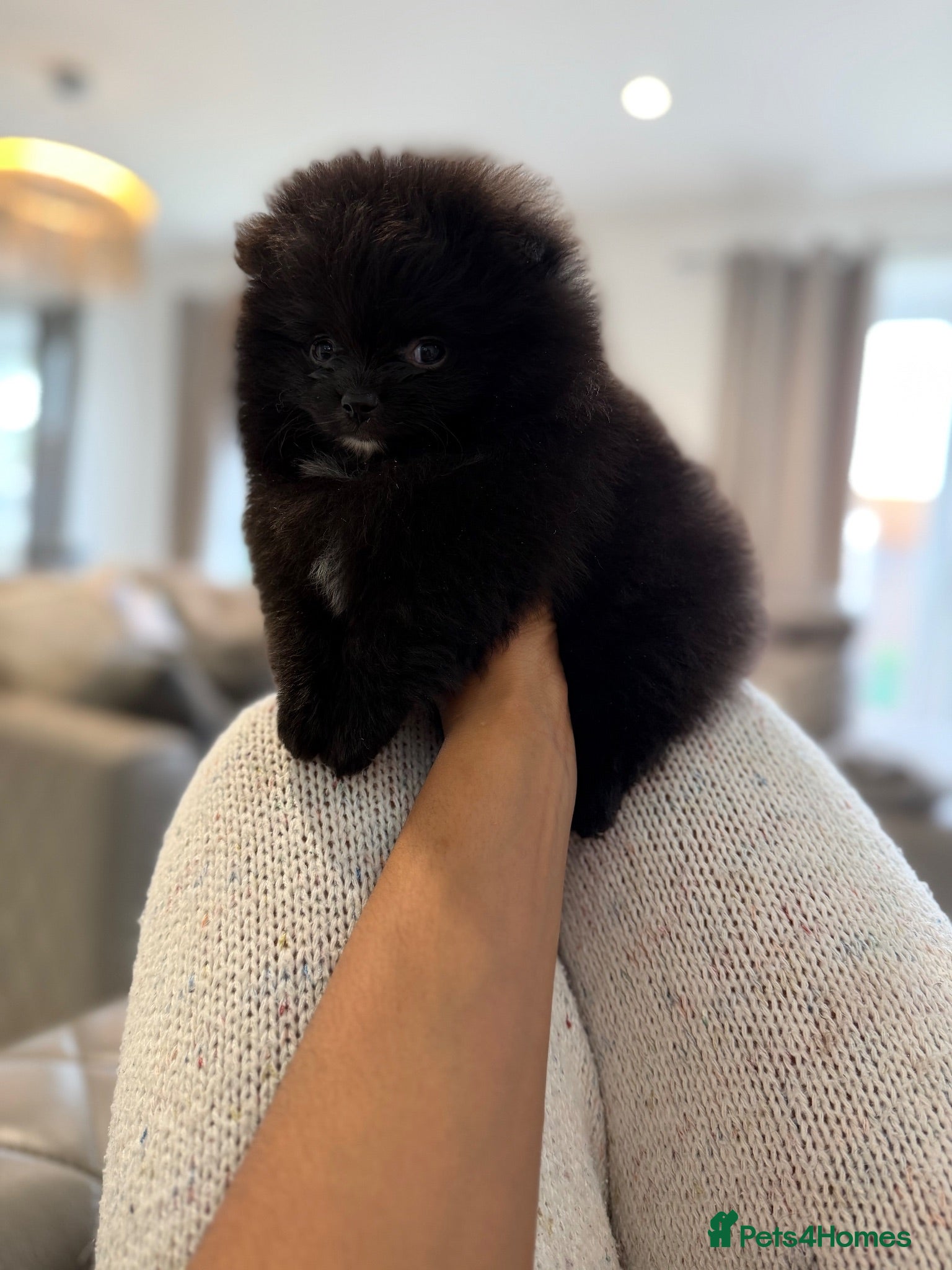 Pomeranian dogs Stunning Jet Black Pomeranian - Advert 1