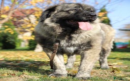 Caucasian Shepherd Dog dogs for sale: Russian champion blood line Caucasian puppy 1 male - Image 7