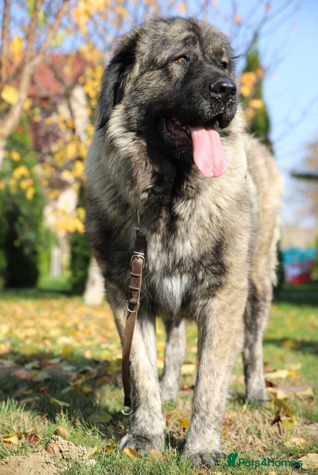 Caucasian Shepherd Dog dogs for sale: Russian champion blood line Caucasian puppy 1 male - Image 7