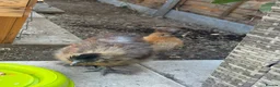 Chickens poultry for sale: Silkie chicks for rehoming in St Albans - Advert 4