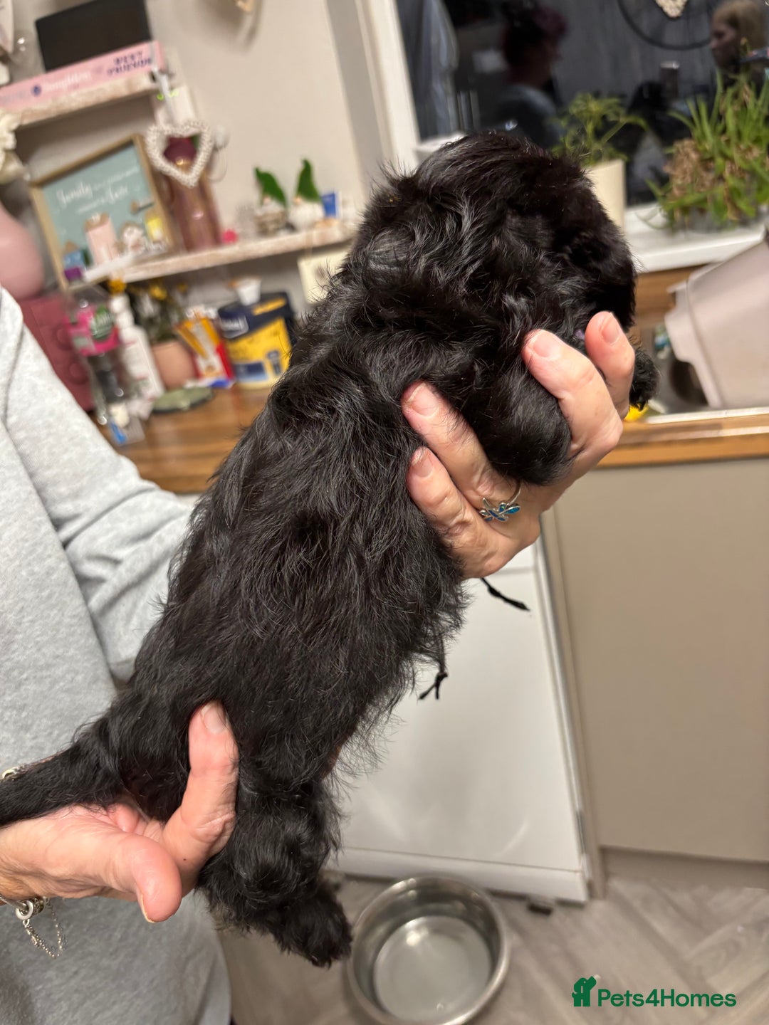 Doxiepoo dogs for sale: Doxipoo puppies READY NOW - Image 13