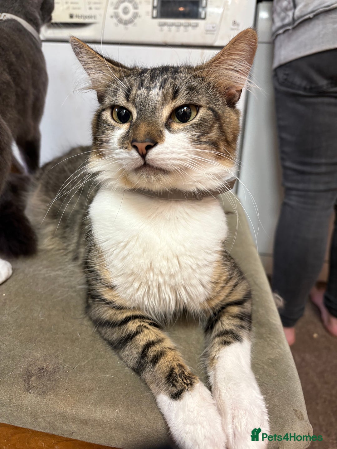 Mixed Breed cats for sale: 4 mixed Russian Blue X Norwegian Forest kittens - Advert 11