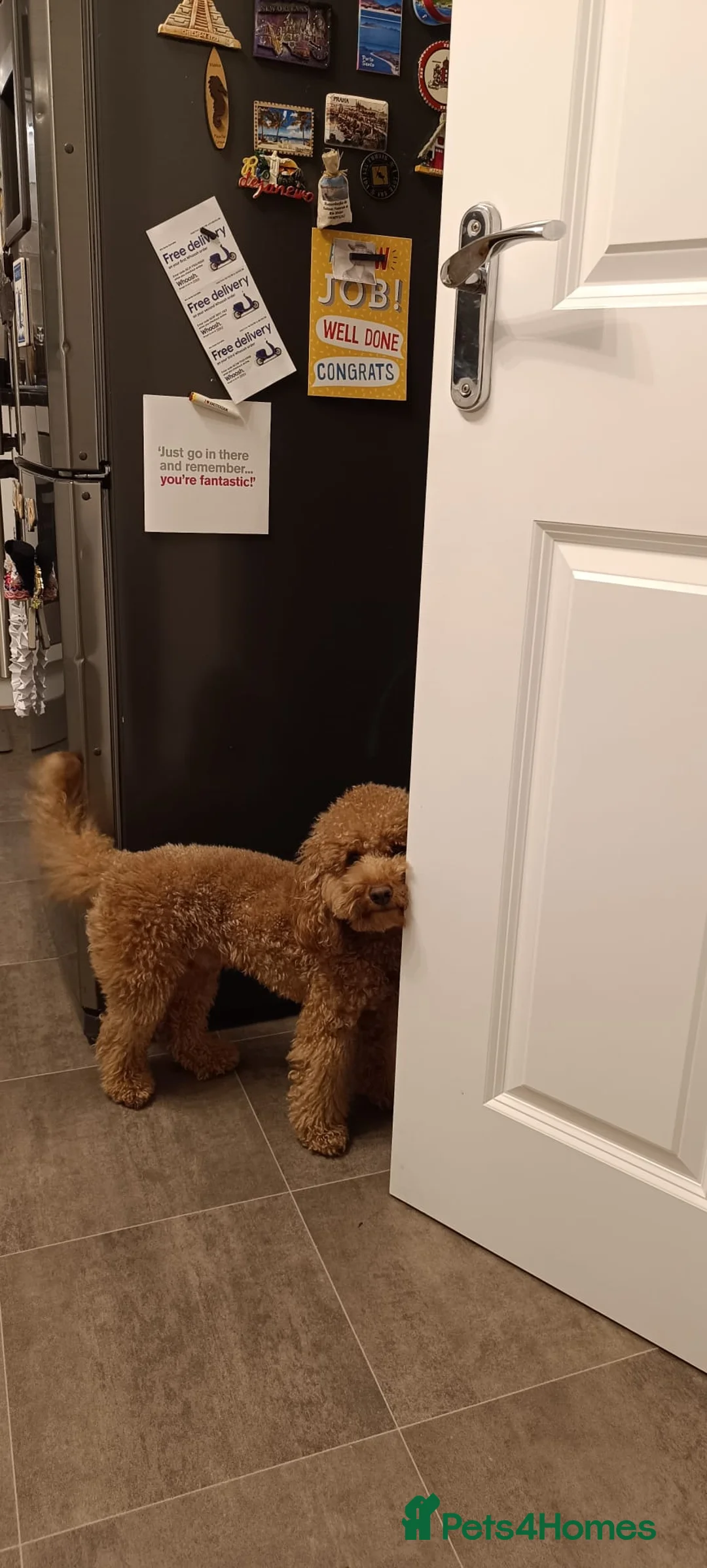 Cockapoo dogs for stud: Miniature Cocapoo for Breading (Stud) - Advert 2