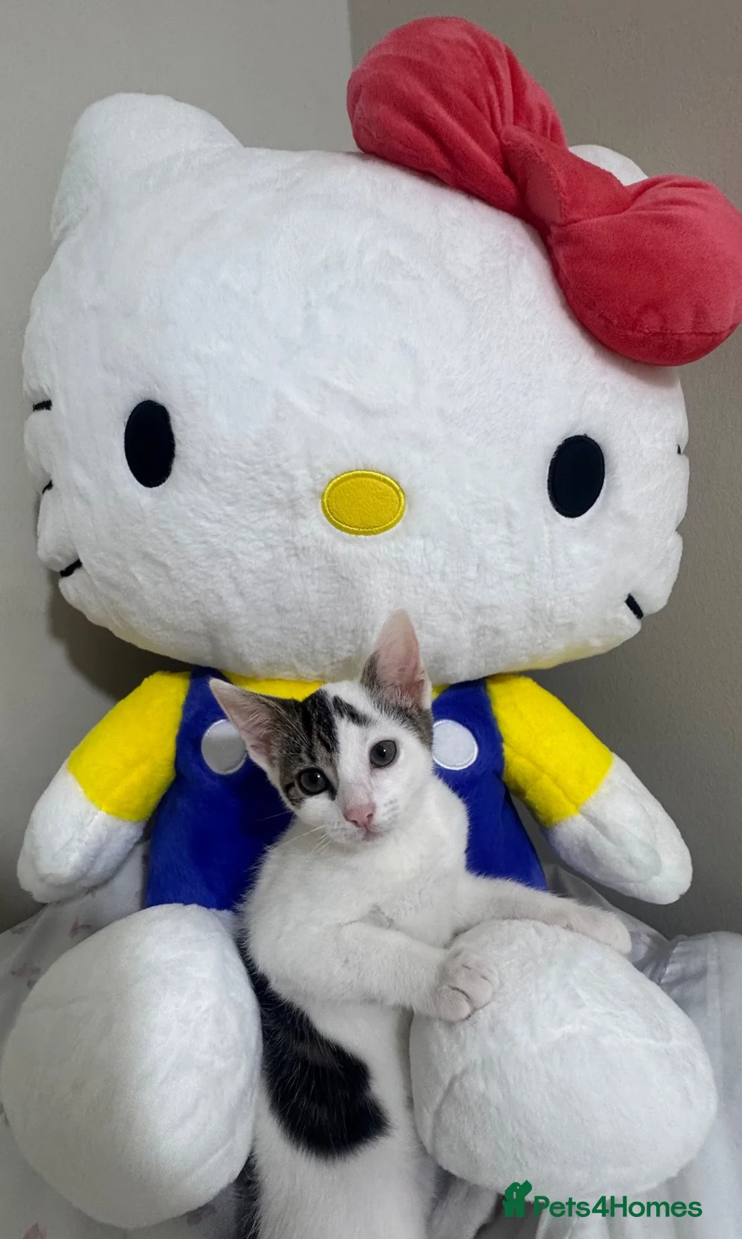 Japanese Bobtail cats for sale: Tutu  - Advert 1
